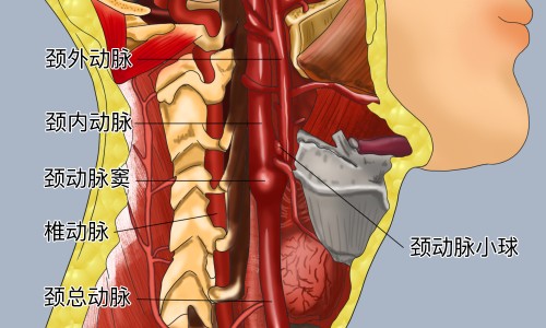 口腔溃疡含片的作用-口腔溃疡有含片吗专区_口腔溃疡的含片专区_口腔溃疡含片有没有副作用网